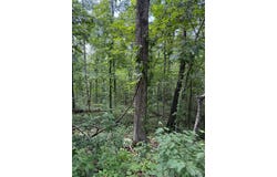 Kent Drive, Wappapello, MO 63966