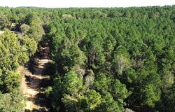 PARCEL#11405 CR 2265, Grapeland, TX 75844