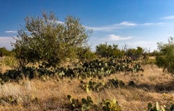 County Road 242, Clyde, TX 79510