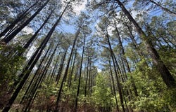 Sun Road Tract, Lake, MS 39092
