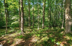 Alden Meadows, Alden, MI 49612