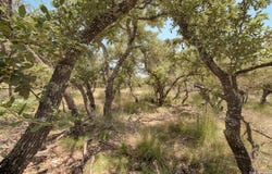 379 Bent Tree, Harper, TX 78631