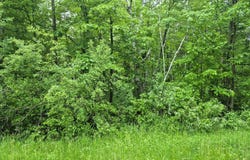 Willow Dr, Garrison, MN 56450