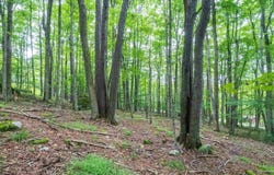 126 Mountainside Road, Davis, WV 26260