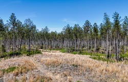 28 ACRES Youngs Farm Road, Cedartown, GA 30125