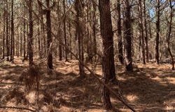 Hwy 124, Grayson, LA 71435