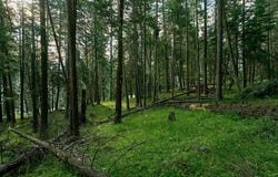 Chipmunk Lane, WallowaLake, OR 97846