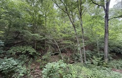State Highway Dd, Seligman, MO 65745