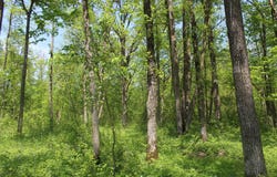 22748 160th Avenue, Milaca, MN 56353