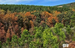 County Road 79, Waterloo, AL 36577