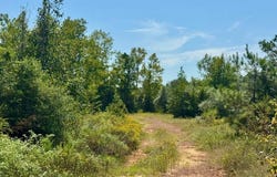 Tract 3 Private Rd 8385, Spurger, TX 77660