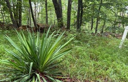 TR D-15 DEER PATH Road, AUGUSTA, WV 26704