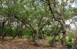 1632 Link lot: 3, Doss, TX 78618