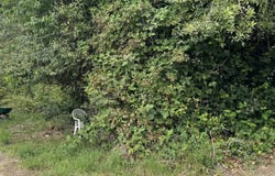 A St, MyrtlePoint, OR 97458