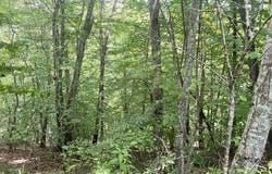 Fox Layre Rd lot: 9, Franklin, NC 28734