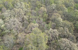 Spice Ridge Road, Procious, WV 25164