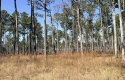 Sr 1119 Off, Chocowinity, NC 27817