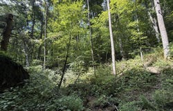Dennis Cove Rd, Hampton, TN 37658
