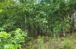 id06 Wild Acres Rd, HOLLADAY, TN 38341
