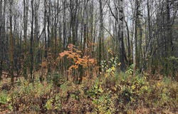 State 77 Highway, Iron Belt V-WI, WI 54534