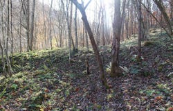 Middle Fork Greasy Creek Road, Boons Camp, KY 41204