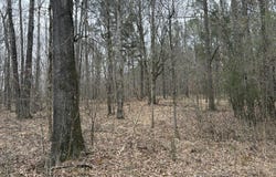 County Road 2211, Kosciusko, MS 39090