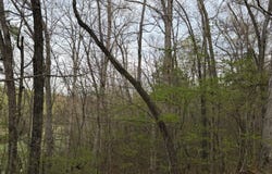 0 Salem Road, Centerville, TN 37033