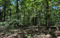 Wildcat Ln, Equility, IL 62934