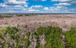 Mishoe Rd., Bucksport, SC 29527
