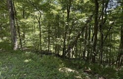9 Lower Cherry Grove, Slatyfork, WV 26291