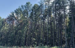 360 Bootleg Bend lot: 2182, Guild, TN 37340