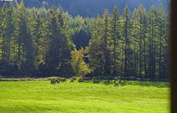3380 N FORK SMITH RIVER Rd, Reedsport, OR 97467