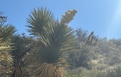 0 none, Pinon Hills, CA 92372