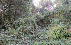 NE 174TH Court, SILVER SPRINGS, FL 34488