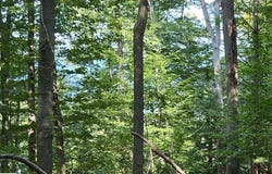 Figg Road, Frankfort, MI 49635