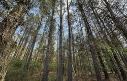.83+/- ac Lett Road, AL