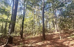 Highway 3, Blackville, SC 29817