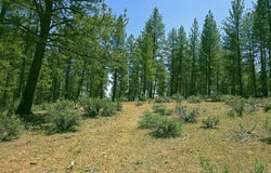 Elde Street, Chiloquin, OR 97624