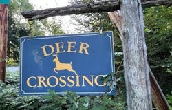 Doe Path lot: 12, Rangeley, ME 04970