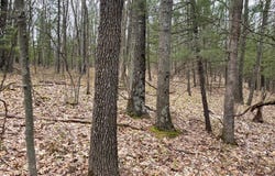 Parcel B Coates Hwy, Brethren, MI 49619