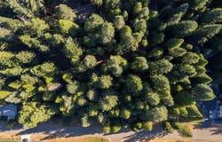 Nehemiah Drive, Shingletown, CA 96088