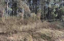 Polk Road 13, Wickes, AR 71973
