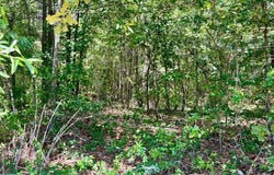 CR 4814, Bloomburg, TX 75556