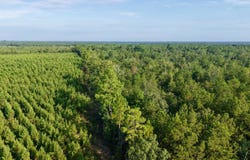 Charleston Highway, Williston, SC 29853