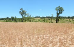207 Hugh White State Park Road lot: 7, Grenada, MS 38901