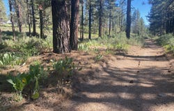 Spruce Avenue, Portola, CA 96122