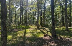 1013 Running Deer, Crab Orchard, TN 37723