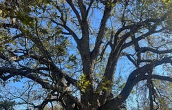 LCR 454, Groesbeck, TX 76642