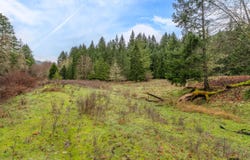 Upper Cow Creek Road, Azalea, OR 97410