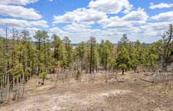 9 2076, Alpine, AZ 85920
